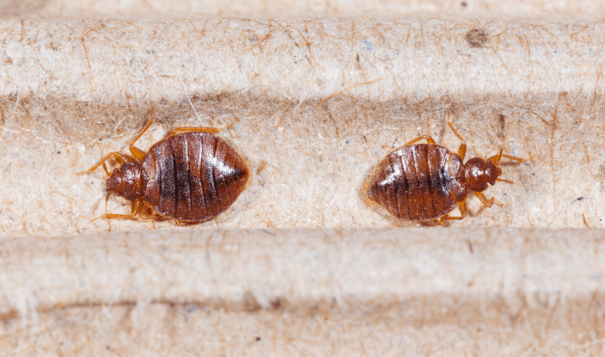 Border Plex Pest Control