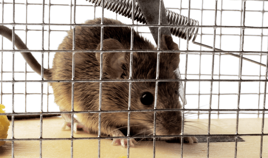 Border Plex Pest Control